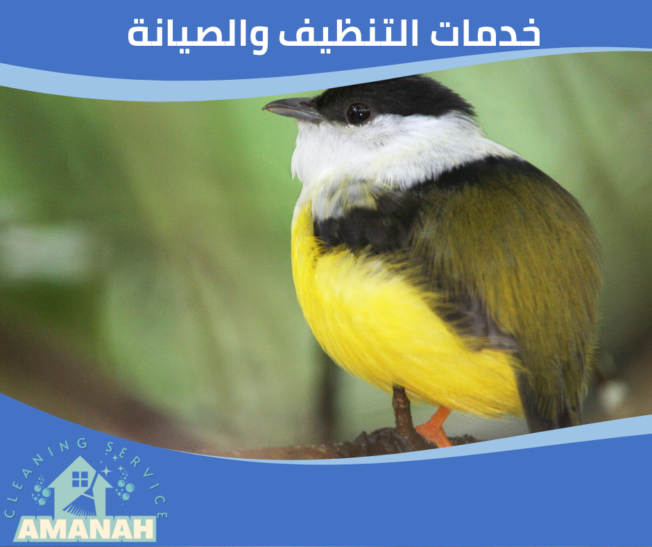 تركيب طارد حمام جدة