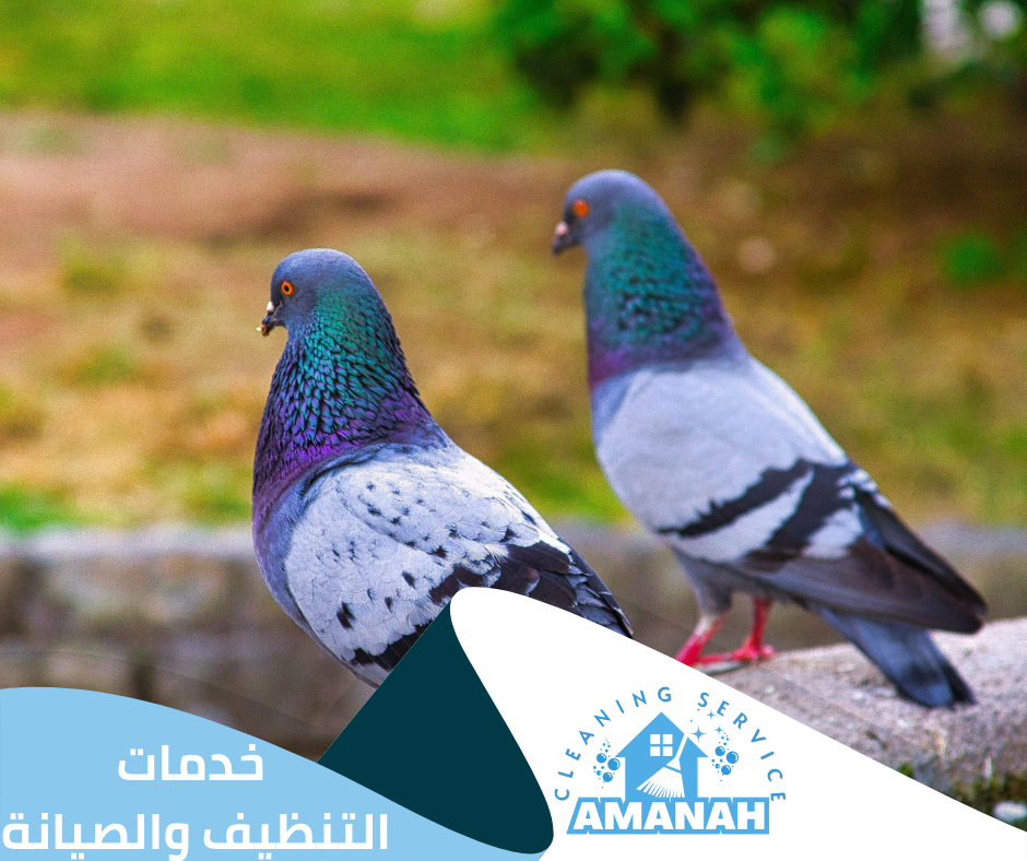 أفضل طارد حمام جدة