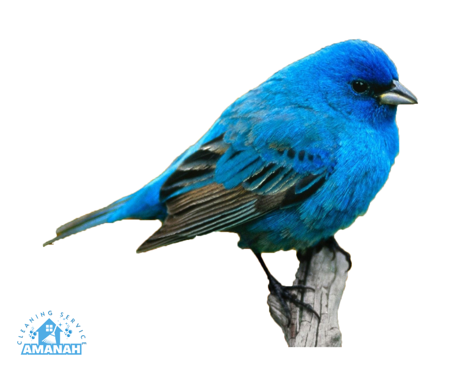 افضل شركة طارد حمام بجدة