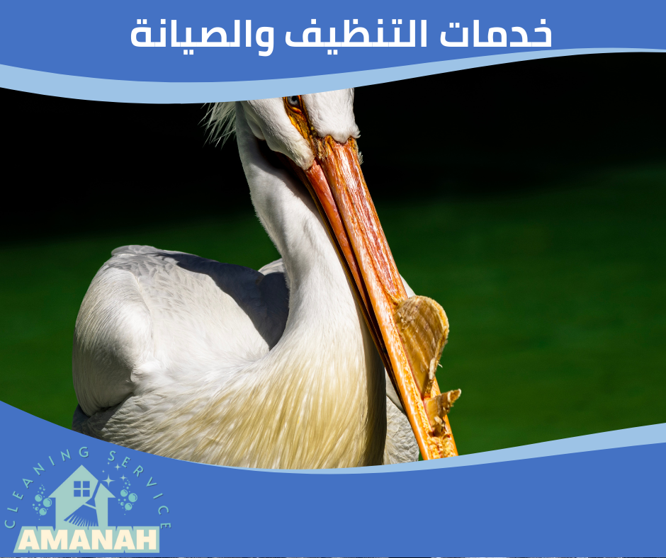 مكافحه الطيور بجده