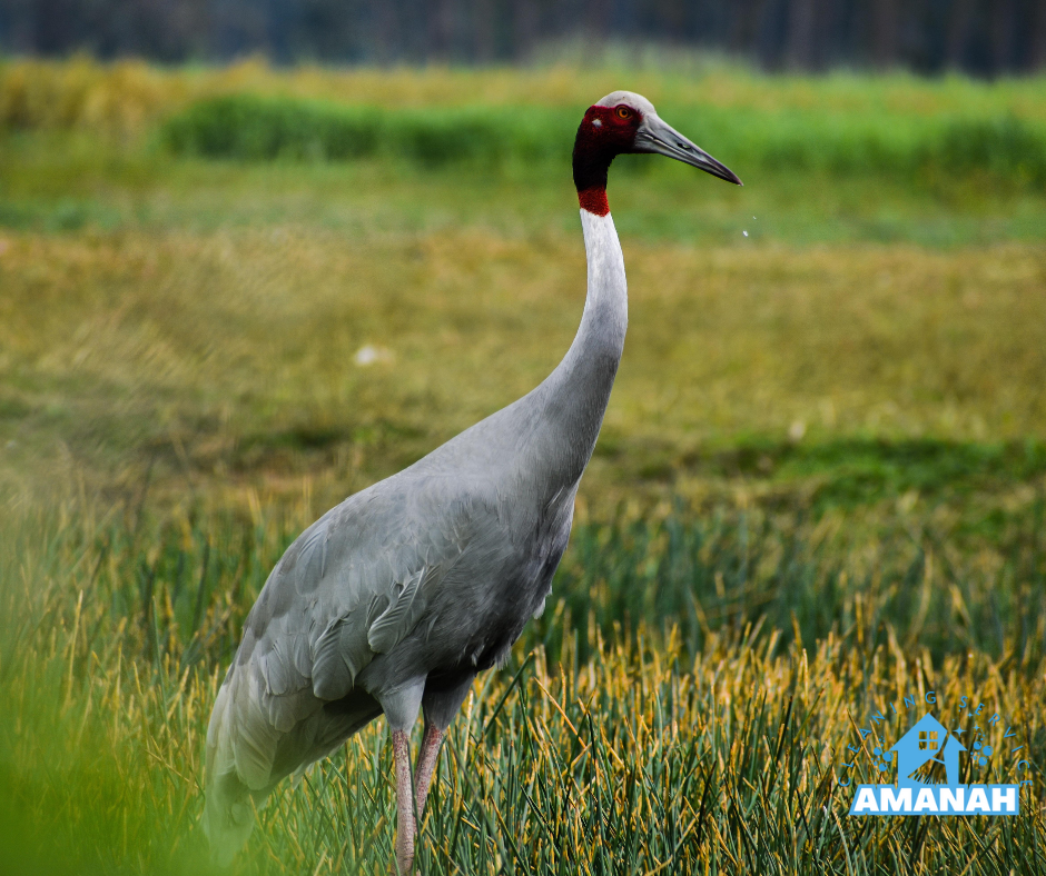 شركة طرد الحمام جدة