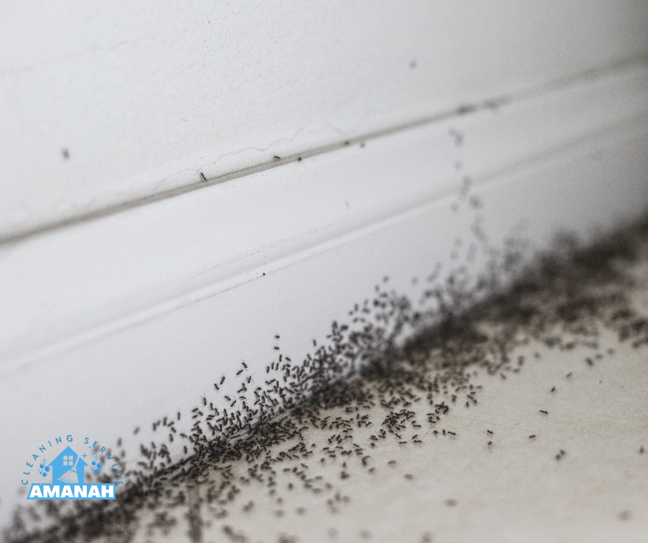 شركه مكافحة حشرات بجده